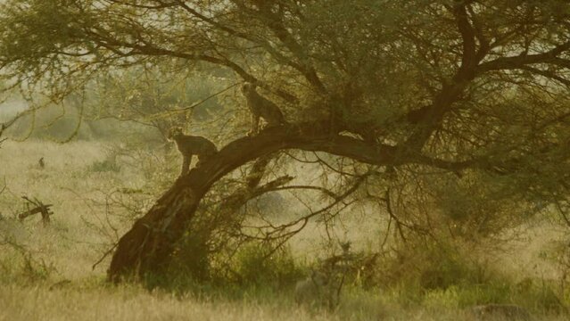 Part 3 of Playful cheetah cubs romping around at dawn in the bushveld nature reserve of the Kruger National Park. Very cute baby animals growing up in the wild in South Africa.