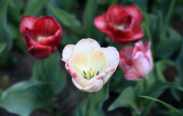 multi-colored blooming tulip flowers, different varieties, growing in a meadow in early spring
