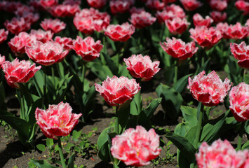 multi-colored blooming tulip flowers, with thorns on petals, growing in a meadow in early spring