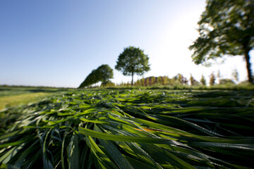 Obraz premium unbestelltes Feld im Sommer untersicht