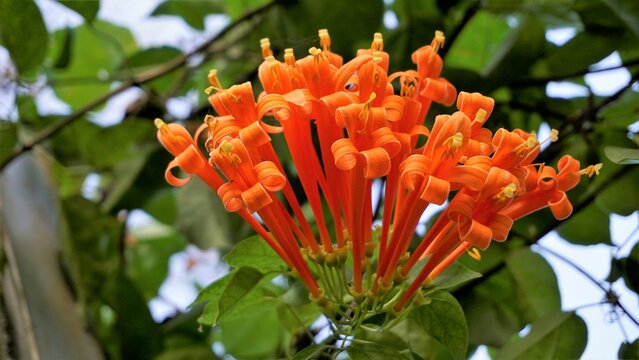 Pyrostegia venusta also known as flamevine, orange trumpevine, golden shower, wood horsetail