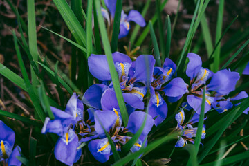 Spring Flowers. Beautiful Purple irises in the garden. © Alice