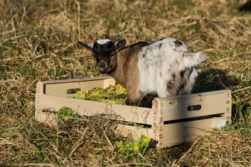 little baby goat stands in a vegetable box looks at the camera and sticks out his tongue