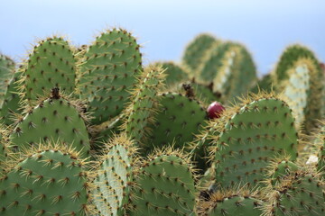 cactus in front of the ocean © Asako
