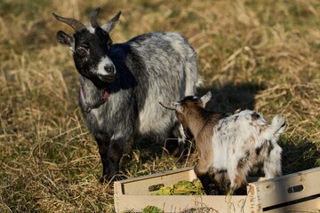 goat looks at goat-hit, which stands in a wooden box full of lettuce