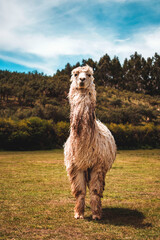 Fototapeta premium Retrato de una linda Alpaca en Cusco, Perú