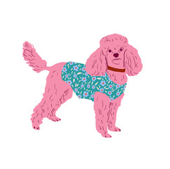 Illustration of a pink curly-haired poodle in blue clothes on a white background