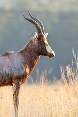 Blesbok Ram, Addo Elephant National Park
