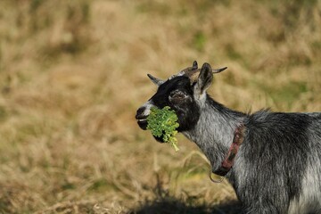 a goat eats a lettuce leaf and grins