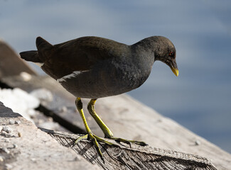 Teichralle, Teichhuhn beim Sonnen.