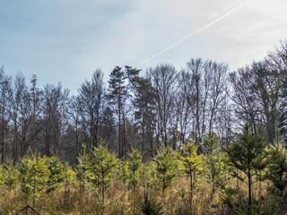 Wiederaufforstung durch Neuanpflanzung im Mischwald