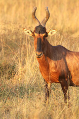 Red Hartebeest, Addo Elephant National Park
