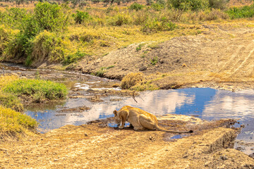 Tanzania, Serengeti park – Lion.