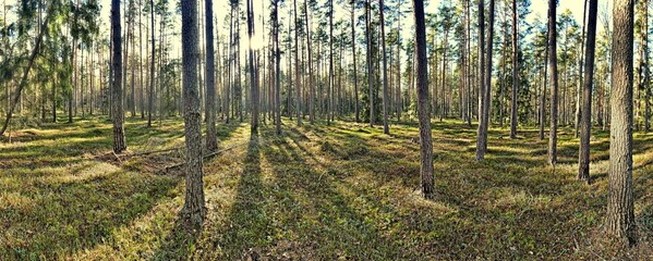Wide panorama landscape of pine forest on a bright sunny winter day.