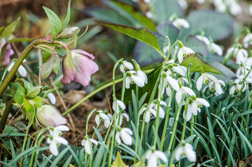 Christrose Helleborus niger und Schneeglöckchen Galanthus im Garten