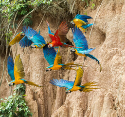 blue and yellow flock and one scarlet macaw flying off at chuncho clay lick of tambopata madre de dios in peruvian amazon basin © Miguel