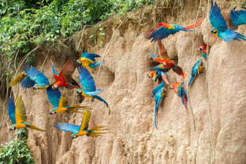 Peru macaw clay lick in Tambopata showing with different macaw species flying off (Scarlet macaw, Ara macao Red-and-green macaw or Ara chloropterus, Blue-and-yellow macaw or Ara ararauna) © Miguel
