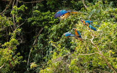 colorful macaws in rainforest in peruvian tamopata national park,