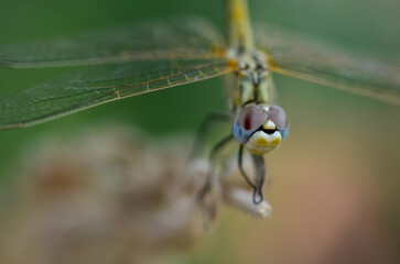 dragonfly on a plant