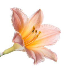 Fototapeta na wymiar Elegant bright orange daylily flower isolated on white background.