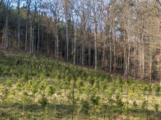 Wiederaufforstung durch Neuanpflanzung im Mischwald