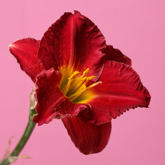 Elegant bright red daylily flower isolated on pink background.