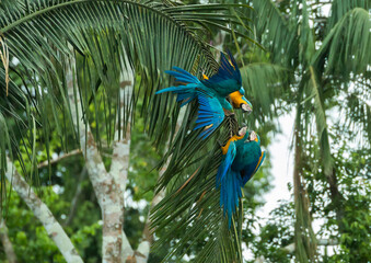 2 couples of blue-and-yellow macaw (ara ararauna) fighting in peruvian amazon at collpa chuncho in Tambopata Nature Reserve