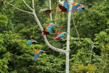 Green-winged macaw and scarlet macaw flying in rainforest in Manu National Park close to Tambopata...