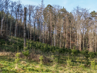 Wiederaufforstung durch Neuanpflanzung im Mischwald