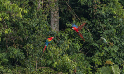 macaws in flight amazonas