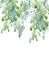 Birch tree.Deciduous tree.Watercolor hand drawn illustration.White background.	 - 487846196
