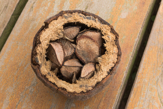 Close up of brazil nut in shell/ casta&ntilde;a amayonica / Paranuss 