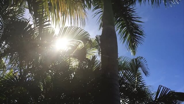 Sun shimmers through palm tree leaves on a clear summer day Miami Florida