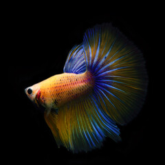 Beautiful Betta Fish or Siamese Fighting Fish in an aquarium with dark background