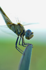 dragonfly on a plant
