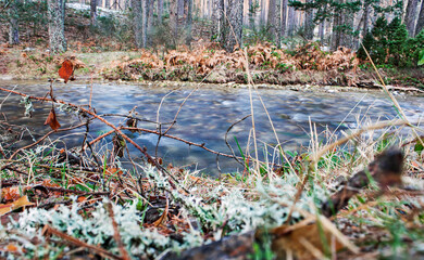 Landscape, forest, river, cold winter day