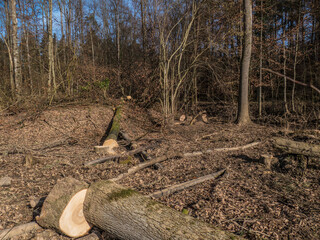 Frisch gefällte Bäume im Mischwald