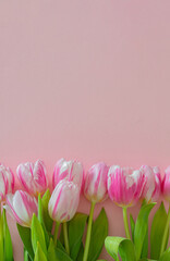 fresh easter pink jungle gardening tulips flat lay on the desk against pastel pink background with copyspace. spring minimalism
