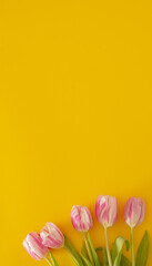 fresh easter pink jungle gardening tulips flat lay on the desk against yellow background with copyspace. spring minimalism