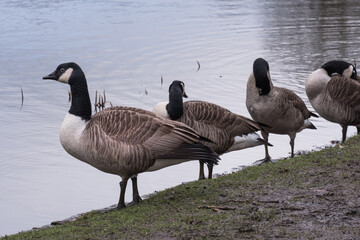 Canada geese next to a pond in winter