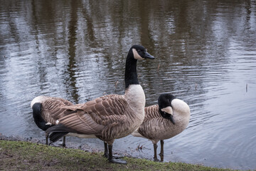 Canada geese next to a pond in winter