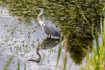 Graureiher steht im Flachwasser auf Jagd