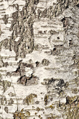 Birch tree background