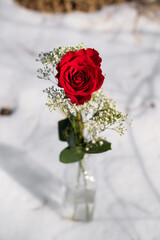 red rose in snow