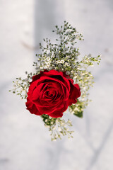 Red Rose on Snow