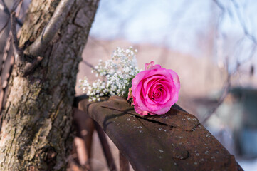 Pink Rose on Wagon Wheel