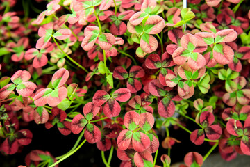 Potted Trifolium Repens in the garden