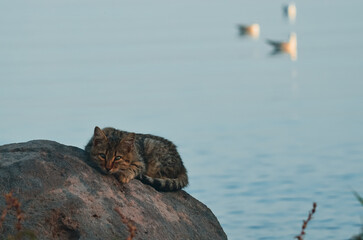 rock on the beach with a cat