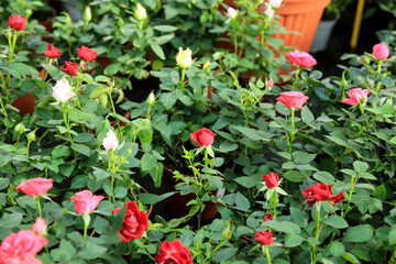 Fototapeta na wymiar Meillandina mini roses in the garden