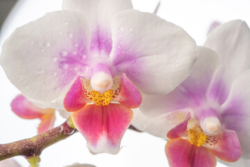 Naklejka na ściany i meble Phalaenopsis orchid. Orchid flower. close-up, isolated background. Place to copy.